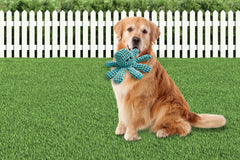 Peculiar Pet Holiday Box - Dog