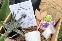 Succulent & Cacti Box - Planting Kit with Goodies!