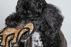 BoxDog - Monthly Dog Subscription Box with 100% Handmade Treats & 2 Dog Toys: Medium Dog 21-50lb