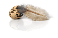 24 Fresh Quail Eggs