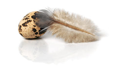 24 Fresh Quail Eggs