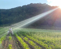 Popcorn Lovers Subscription Box