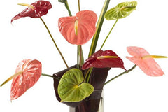 The Fresh Cut Flower of the Month Club