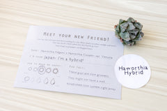 Unique Succulent Subscription For Plant Lovers 🪴