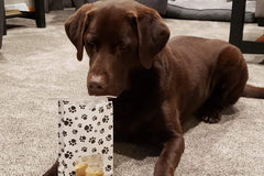 Bake Your Own Dog Treats with Bucket and Bones