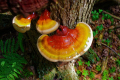 red and orange colored mushrooms growing from a tree base in the woods. There are a few green ferns in the image. 
