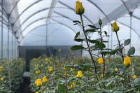 BloomsyBox