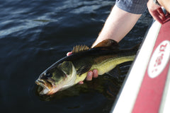 Letting back Bass fish back into water.