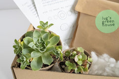 Unique Succulent Subscription For Plant Lovers 🪴