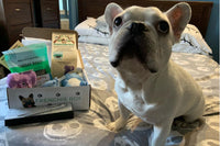 Premium Frenchie Box