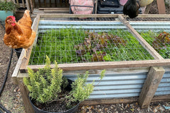 Chickens in the home garden, protecting the lettuce, home garden, Austin Texas, photo credit to Stephanie Facey