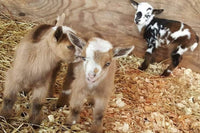 Picture of three baby goats. Two gold and white goats are up close and touching each other. One black and brown goat behind them.