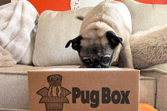 Premium Pug Box