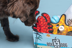 BoxCat Giant Seasonal Cat Subscription Box