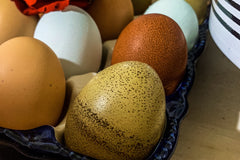 Monthly Surprise Chicken Hatching Egg Subscription