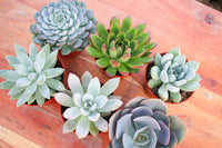 Monthly Succulents by Succy Crafts