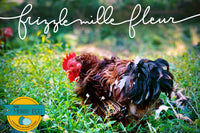 Monthly Surprise Chicken Hatching Egg Subscription