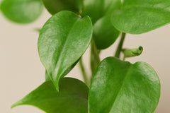 Monstera 'Split-Leaf'