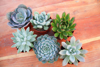 Monthly Succulents by Succy Crafts