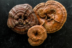 Beautiful brown Reishi Mushroom group of three. They are circular but not perfectly round. They have strange designs on top.