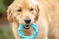BoxDog - Monthly Dog Subscription Box with 100% Handmade Treats & 2 Dog Toys: Medium Dog 21-50lb