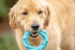 BoxDog - Monthly Dog Subscription Box with 100% Handmade Treats & 2 Dog Toys: Medium Dog 21-50lb