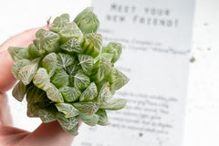 Unique Succulent Subscription For Plant Lovers 🪴