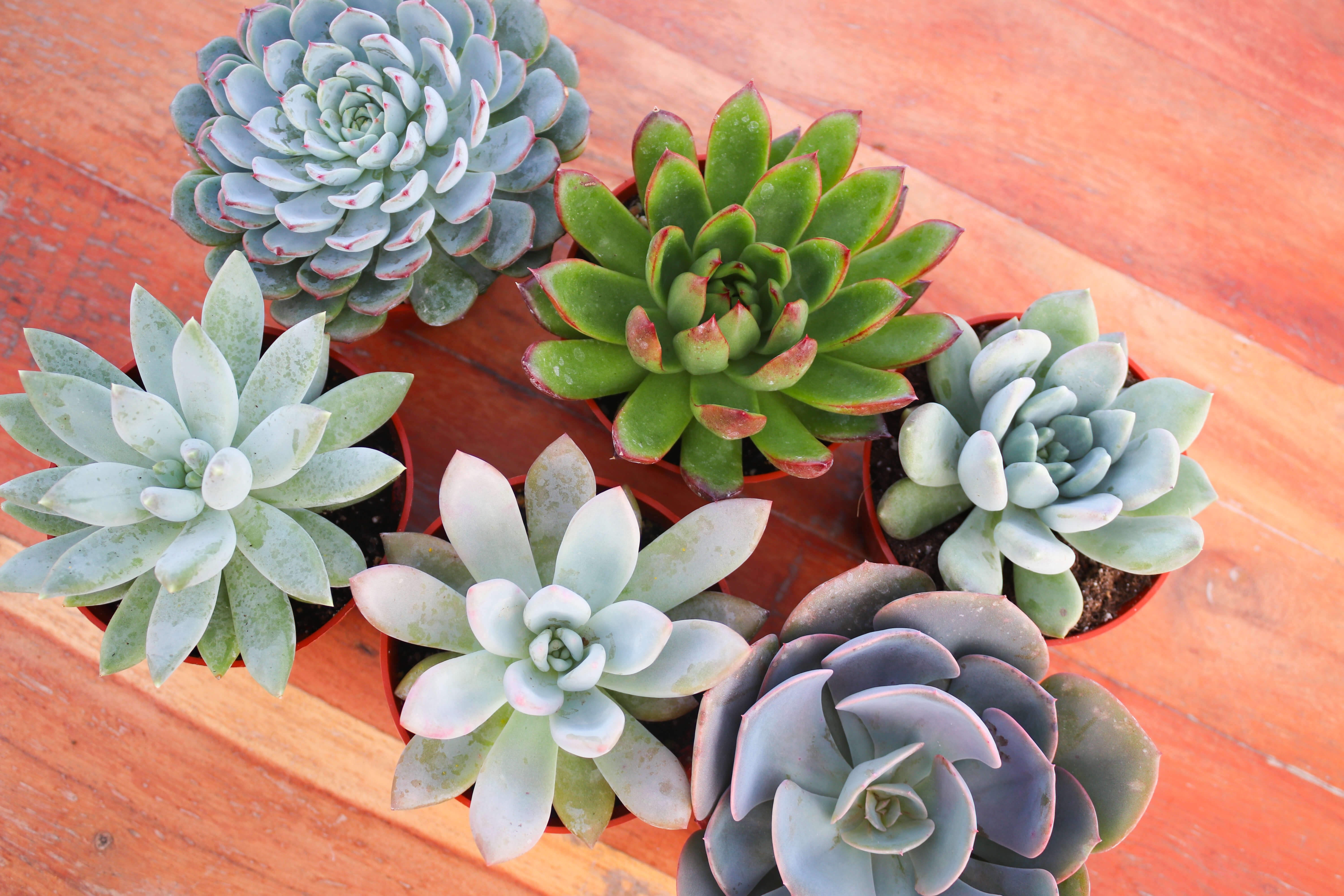succulence Monthly Succulents by Succy Crafts