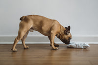 12" Bully Sticks - Bundle of 10