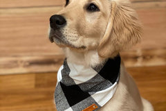 Pet Bandanas, Personalized,  Each Month with Unique, Seasonal Themes