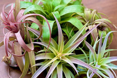 air plant of the month club Air Plants Monthly