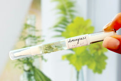 Two fingers showcasing the Lemongrass Botanical Nail Pen by Greenmade goods with blurred plant background.