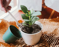 Therapeutic Garden Box
