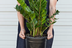 the plants included in the subscription box are curated by plant experts who carefully select species that are well-suited to indoor environ