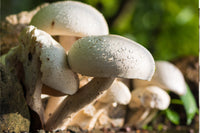 a group of white button mushrooms growing from soil in a forest. There is dew on the mushrooms indicating freshness.
