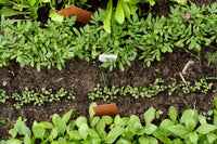 🪴Urban Organic Gardener's Monthly Seed Club 🌱 BASIC plan
