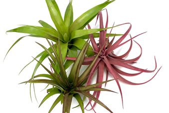 Air Plants Monthly