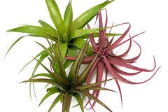 air plant of the month club Air Plants Monthly