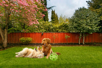 Peculiar Pet Holiday Box - Dog
