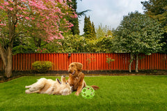 Peculiar Pet Holiday Box - Dog