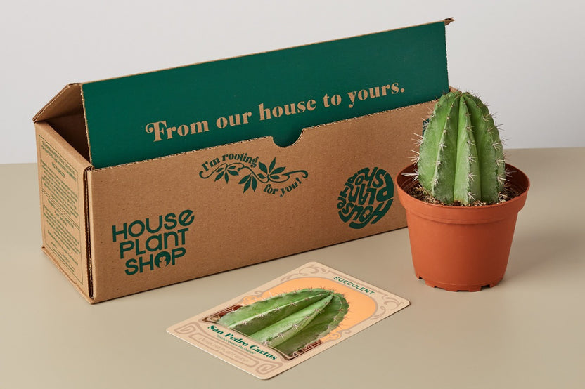 A house plant succulent subscription box can make a thoughtful and unique gift for loved ones