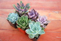 Monthly Succulents by Succy Crafts