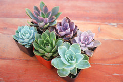 Monthly Succulents by Succy Crafts