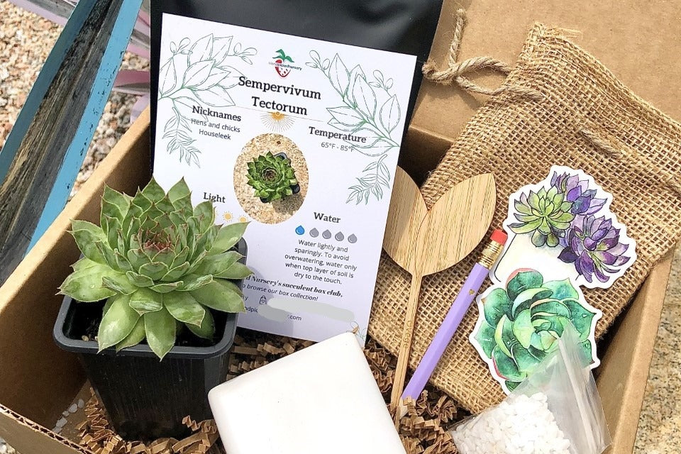 Succulent & Cacti Box - Planting Kit with Goodies!