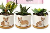 My Corgi and Me Box
