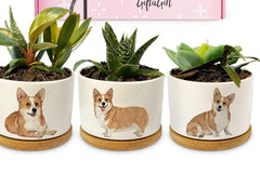 My Corgi and Me Box