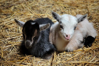 Two adorable baby goats snuggled up laying next to each other. One is black with white roaning and the other is mainly white