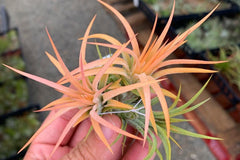 Air Plants Monthly