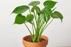 Monstera 'Split-Leaf'