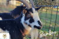 Goat Milk Lotion of the Month